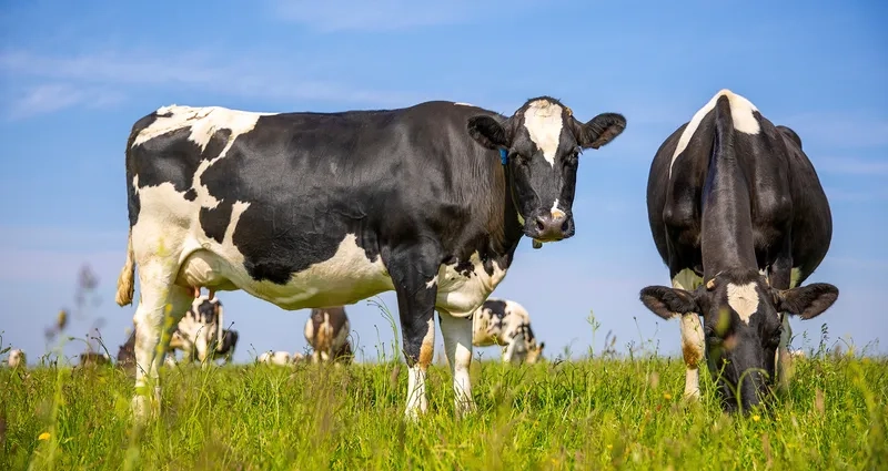 Tham quan trại bò sữa lớn nhất