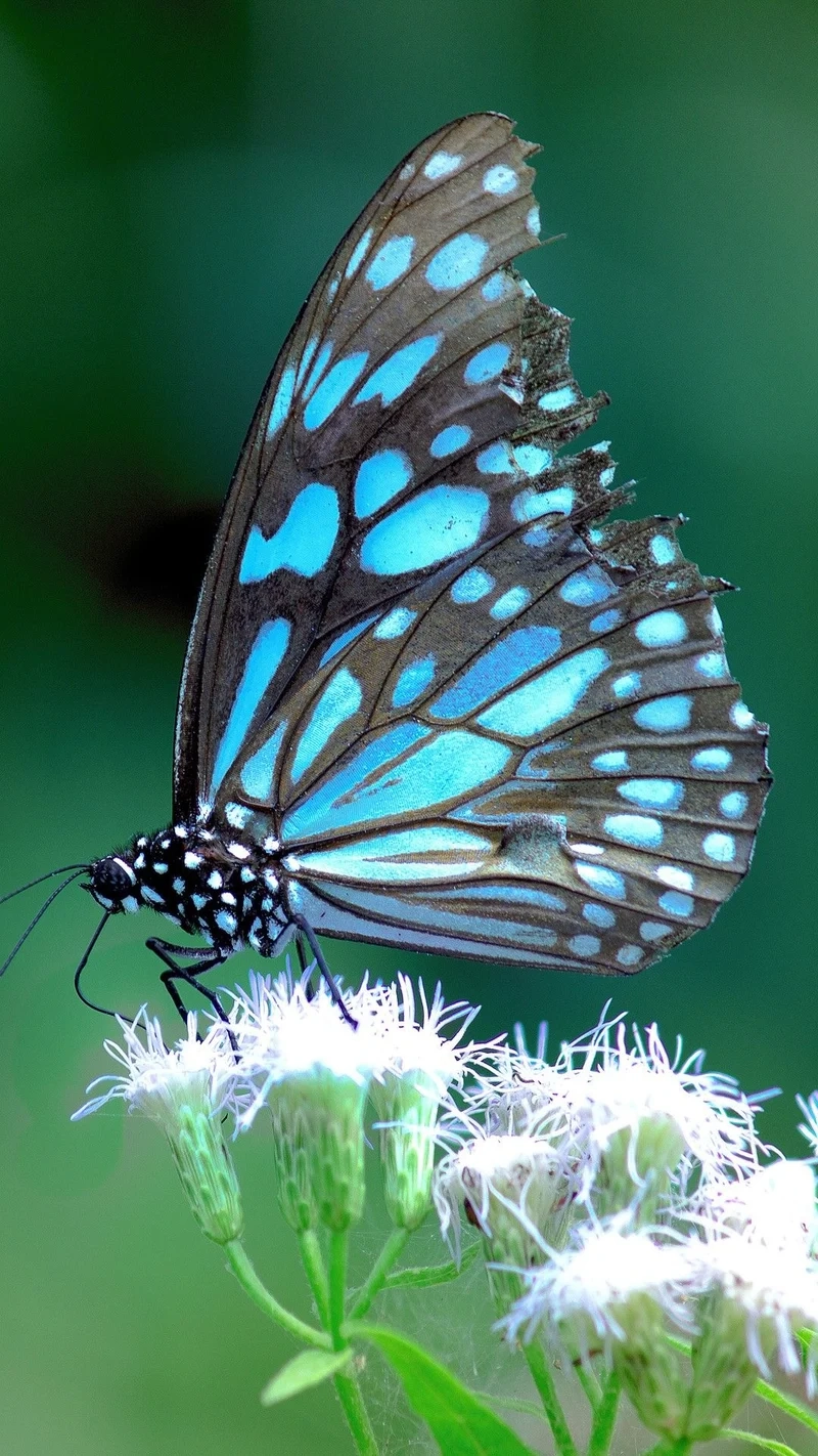 Tận hưởng từng chi tiết của con bướm đẹp cận cảnh