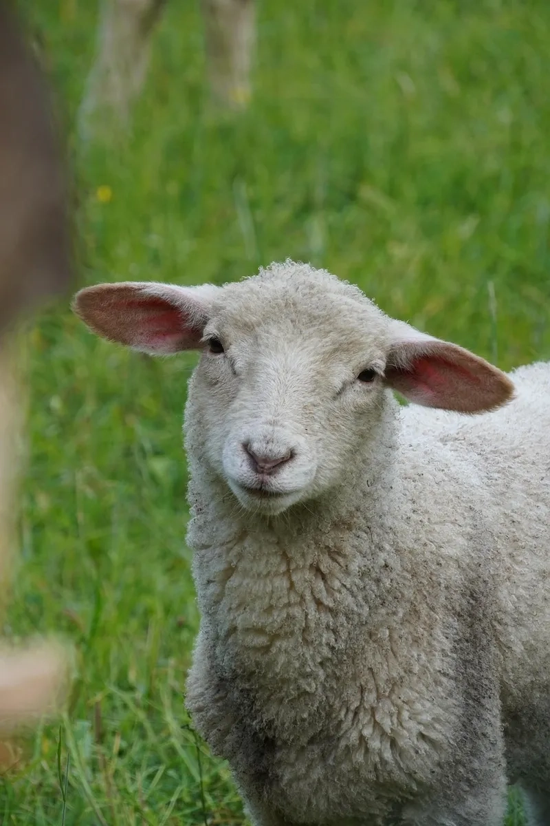 Tìm hiểu về tuổi thọ con cừu tự nhiên