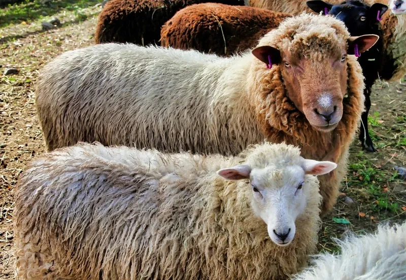 Đặc trưng giống cừu Dorper năng suất