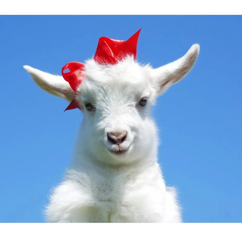 Thiết kế mẫu chuồng cho dê con