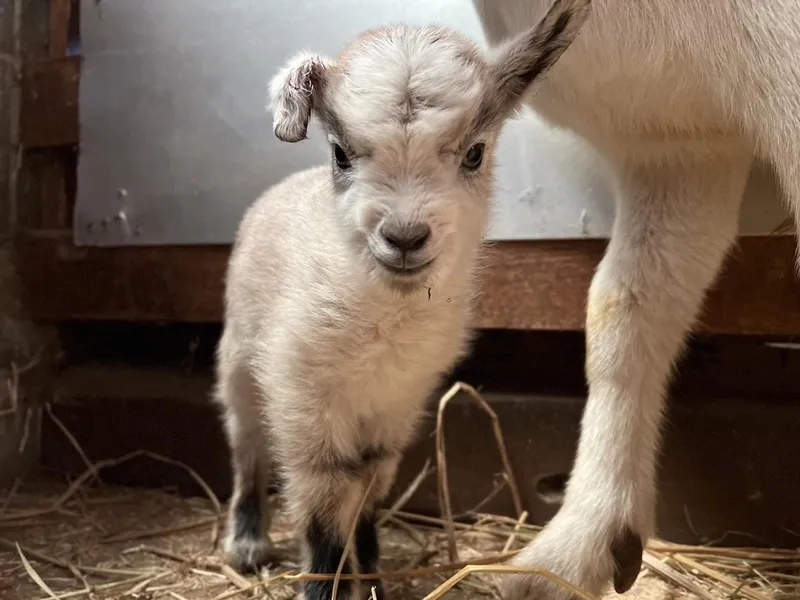 Phòng bệnh cầu trùng ở dê con