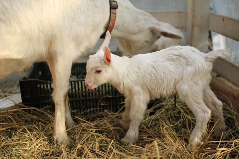 Nuôi dê con mini làm cảnh sang