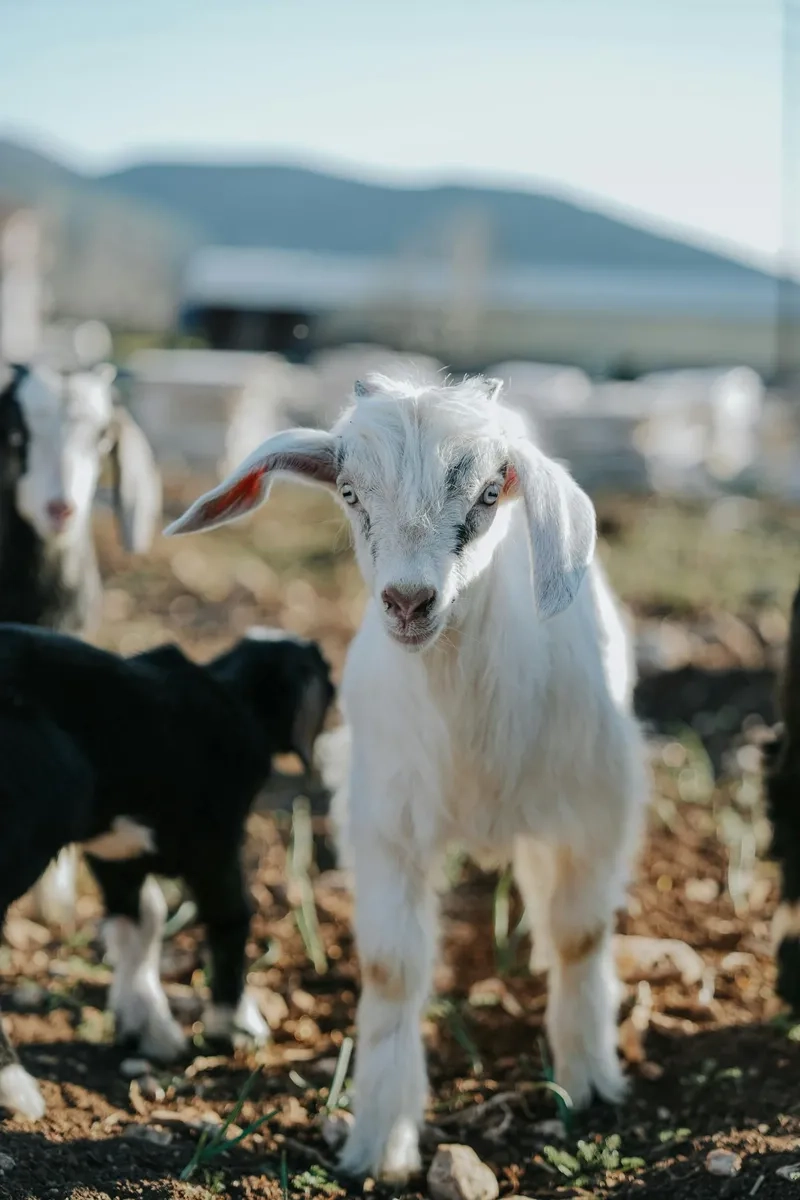 Ngắm nhìn chú dê con dễ thương