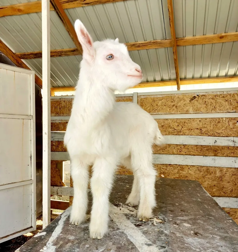 Bộ sưu tập hình ảnh dê con đẹp