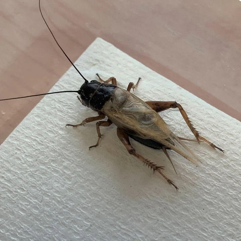 Thưởng thức từng chi tiết với hình ảnh con dế mèn