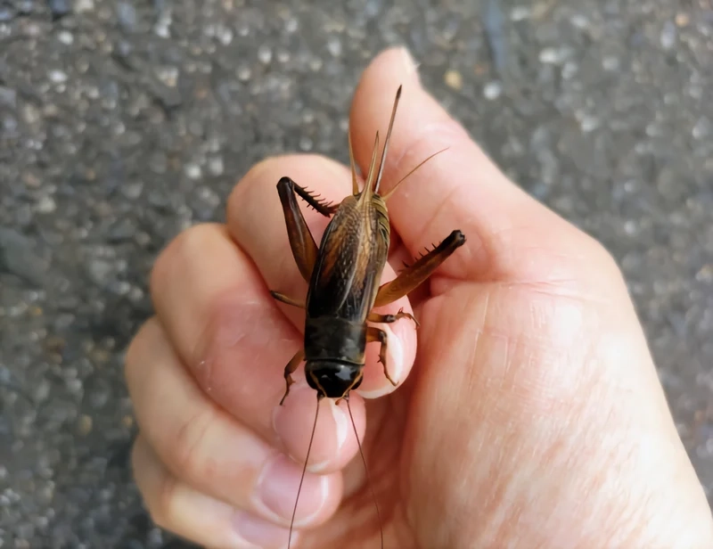 Chiêm ngưỡng con dế mèn việt nam sống động