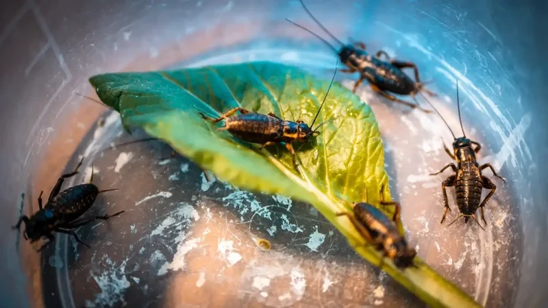 Hòa mình ngoài trời cùng con dế mèn ngoài trời