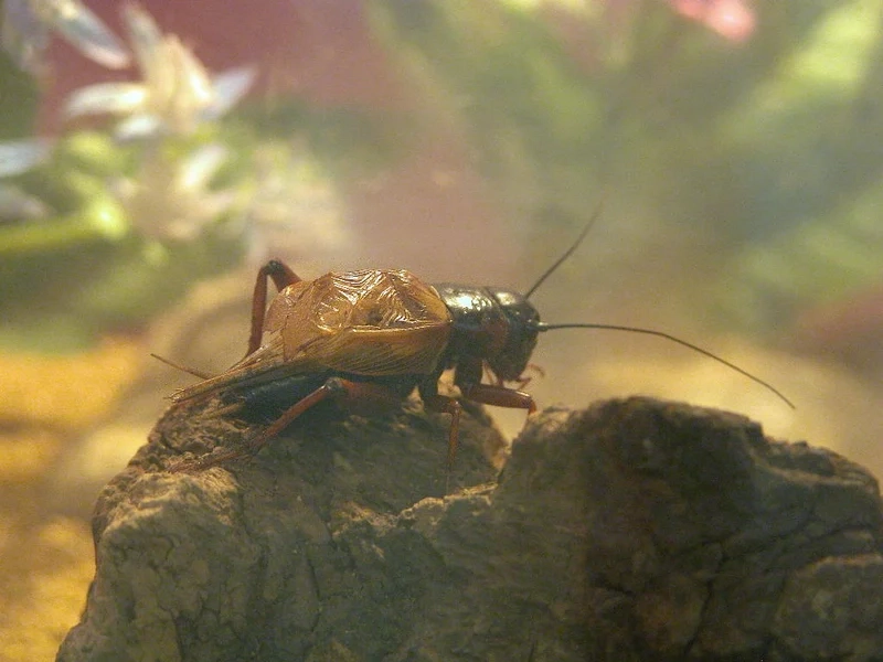 Đặc điểm của con dế mèn qua ảnh côn trùng quen thuộc