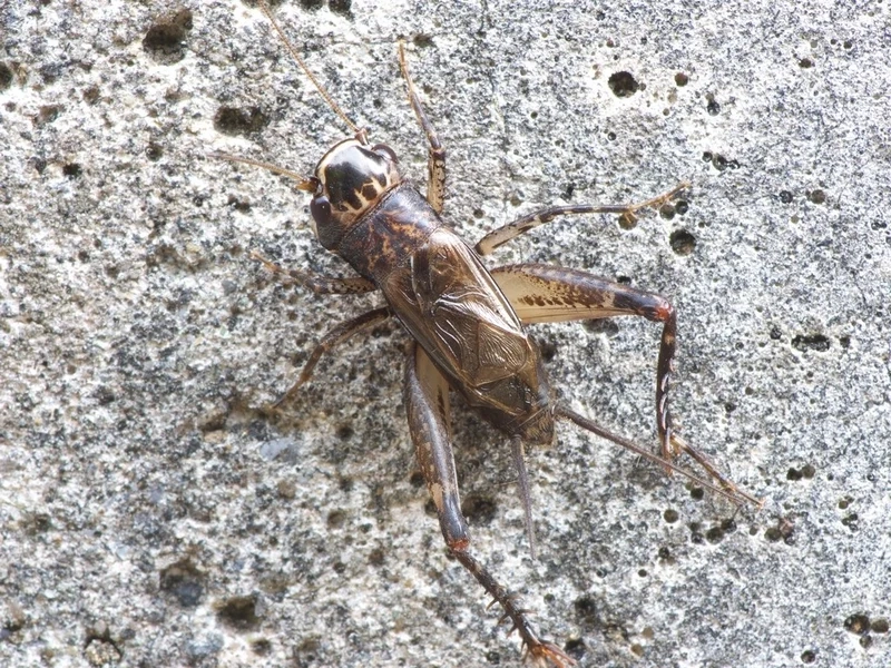 Khám phá môi trường sống của con dế mèn môi trường sống