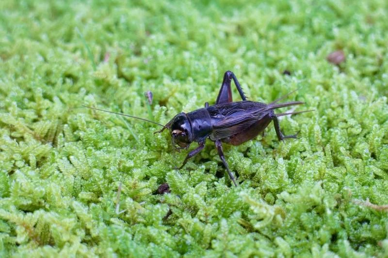 Hình ảnh sống động và rõ ràng là con dế mèn hình ảnh rõ