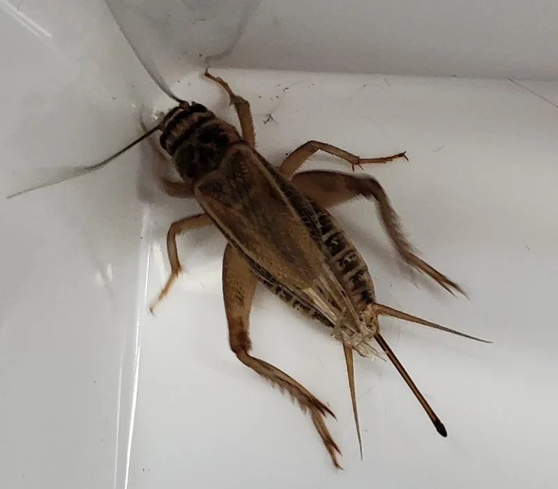 Hòa mình cùng thiên nhiên với con dế mèn thiên nhiên