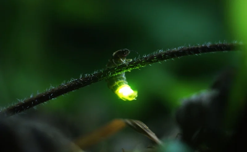 Khám phá con đom đóm phát sáng ban đêm huyền ảo