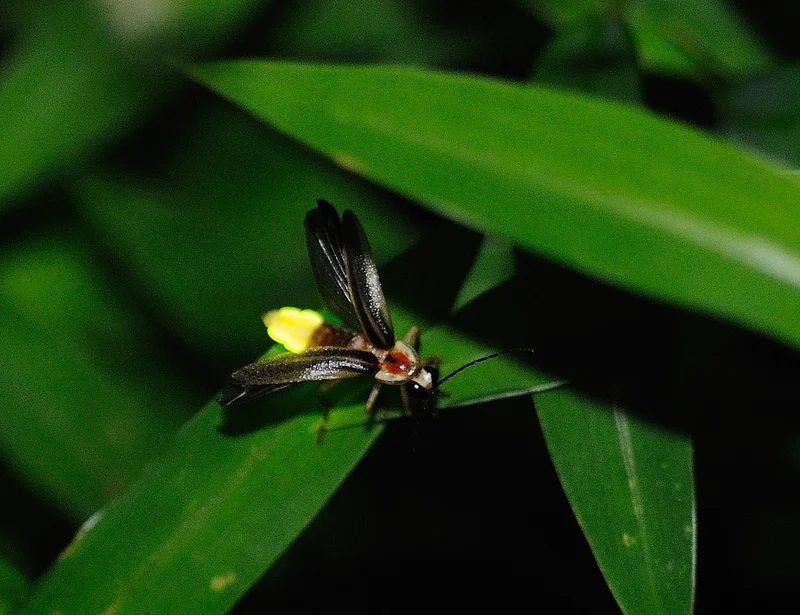 Chiêm ngưỡng con đom đóm phát sáng cận cảnh từng chi tiết