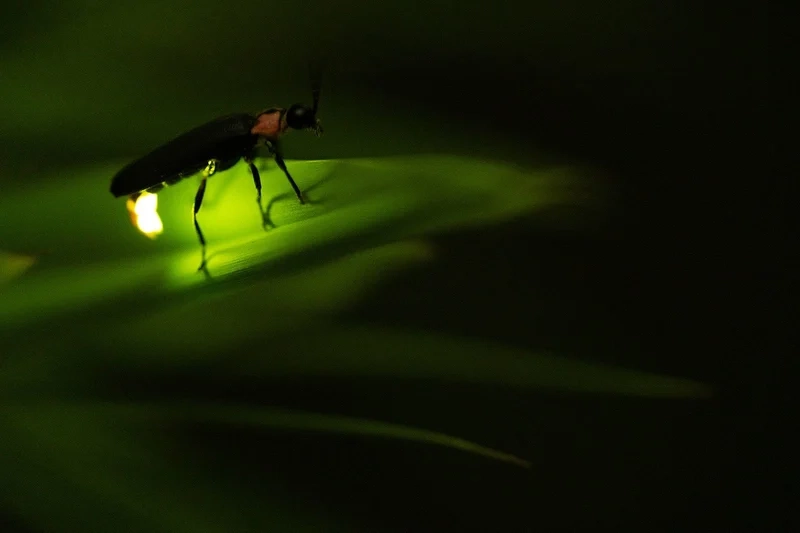Thưởng thức con đom đóm phát sáng ngoài trời yên bình