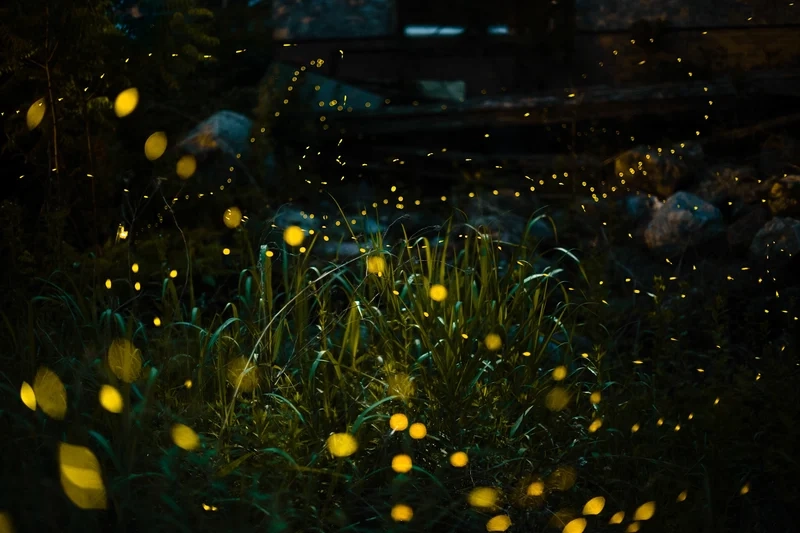 Tìm hiểu con đom đóm phát sáng sinh học và môi trường sống