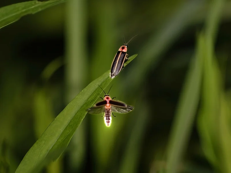 Lưu lại con đom đóm phát sáng hình ảnh rõ sắc nét