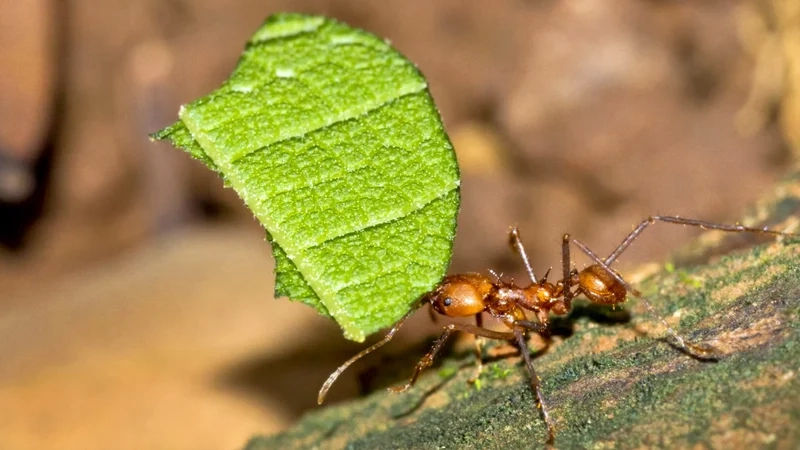 Khám phá vẻ đẹp của on kiến trong tự nhiên