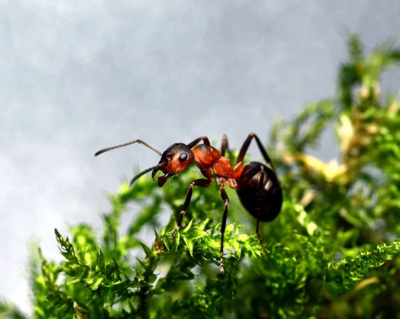 Thưởng thức từng chi tiết với hình ảnh con kiến