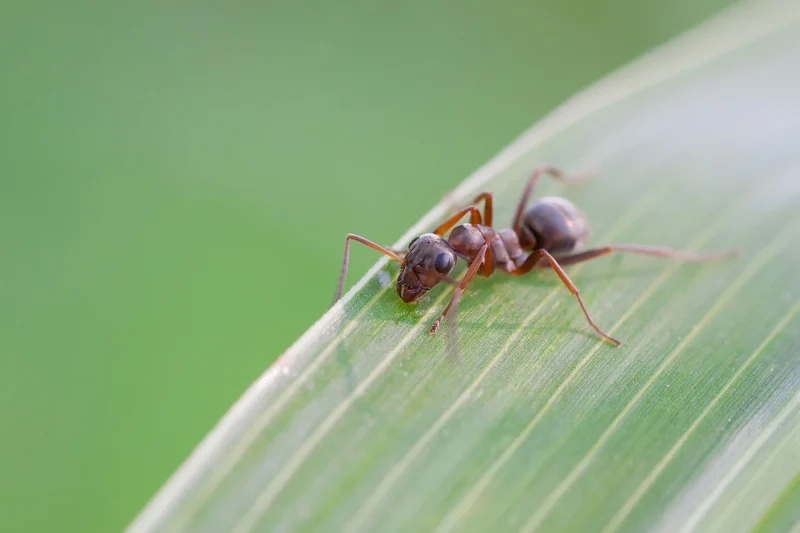 Gần hơn với thiên nhiên nhờ con kiến cận cảnh