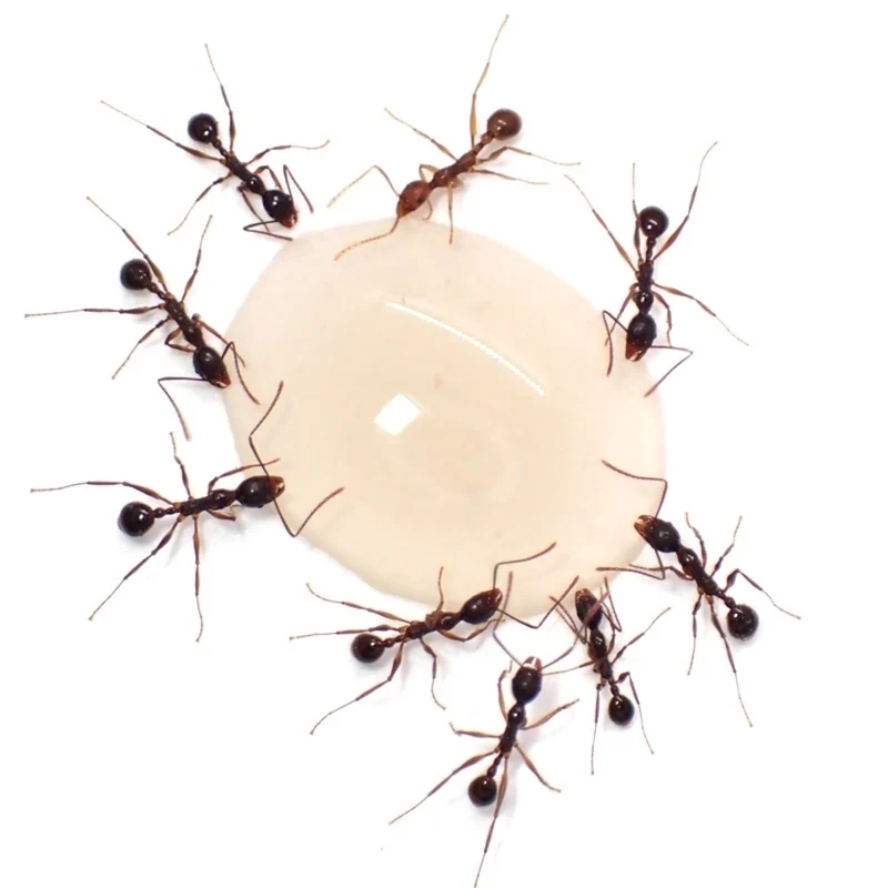 Cảm hứng thiên nhiên từ con kiến nền thiên nhiên