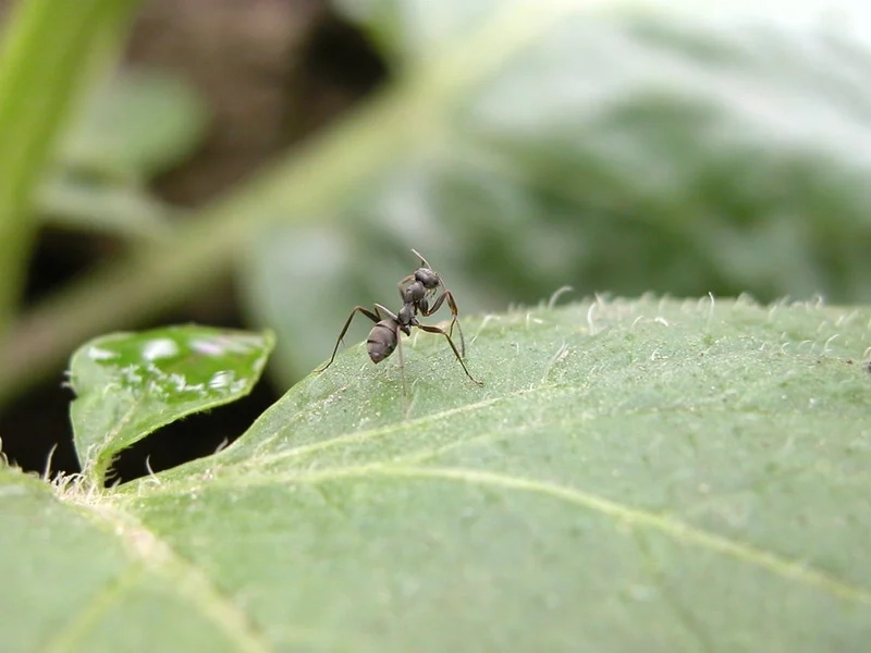 Trải nghiệm vẻ đẹp thuần khiết của con kiến tự nhiên