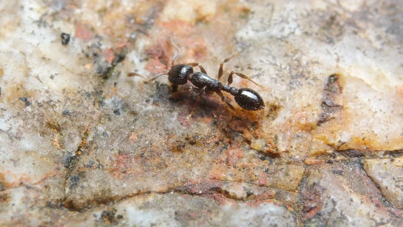 Từng chi tiết tinh xảo là con kiến chi tiết