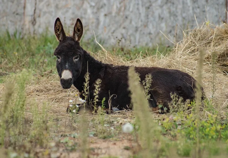 Khám phá con lừa có thông minh không