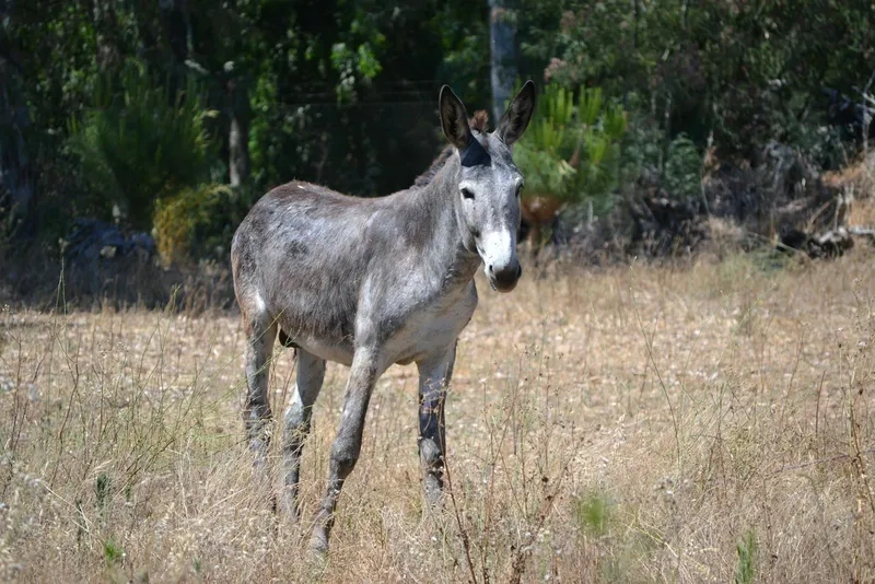 Lắng nghe tiếng kêu con lừa