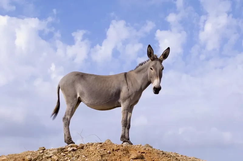 Khám phá tính cách con lừa hiền lành