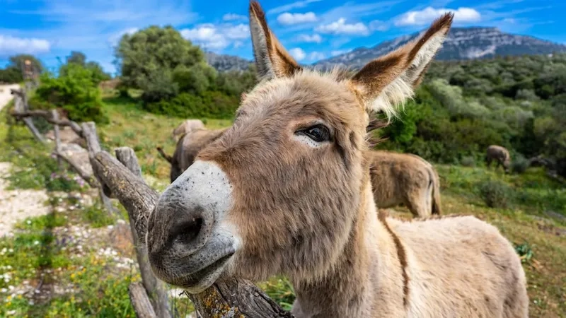 Kỹ thuật chăn nuôi lừa đạt năng suất