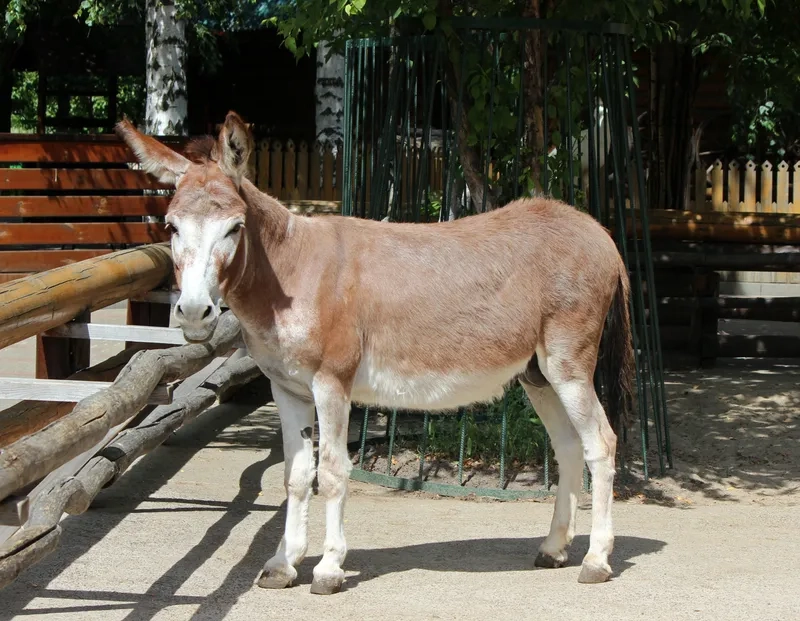 Tìm hiểu sữa lừa có tác dụng gì