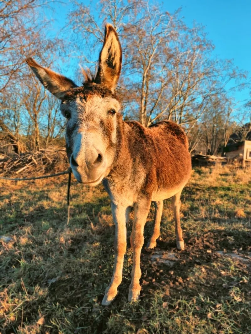 Ý nghĩa con lừa trong thần thoại xưa