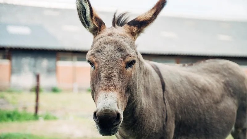 Thực trạng nuôi con lừa ở Việt Nam