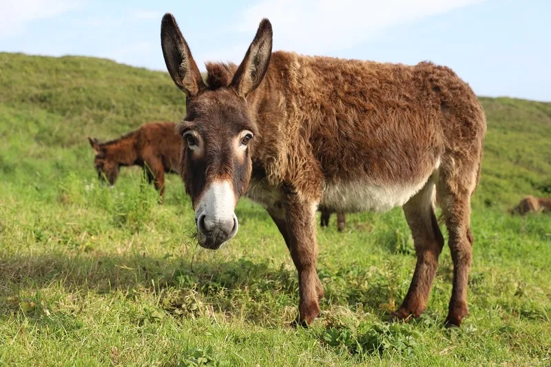 Tìm hiểu xem con lừa ăn gì hằng ngày