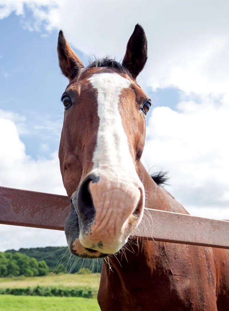 Xem hình ảnh con ngựa phi nước đại