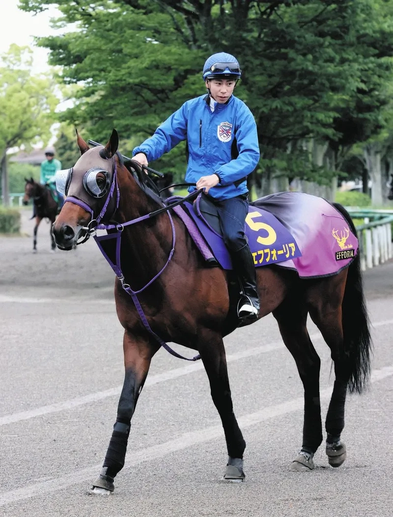 Ngắm giống ngựa cao lớn hùng dũng