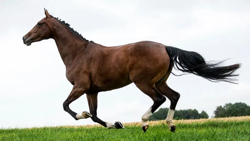 Bài học huấn luyện ngựa cưỡi giỏi