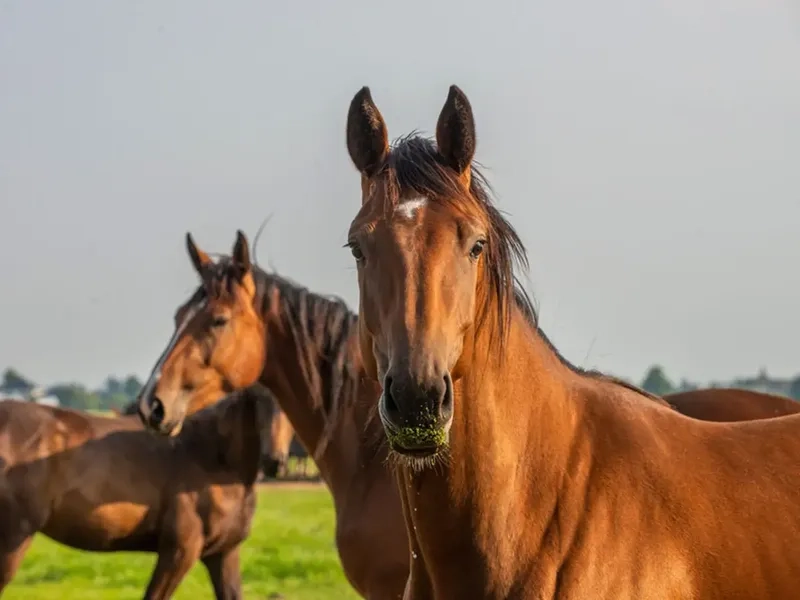 Vẻ uy nghi của dòng ngựa Marwari