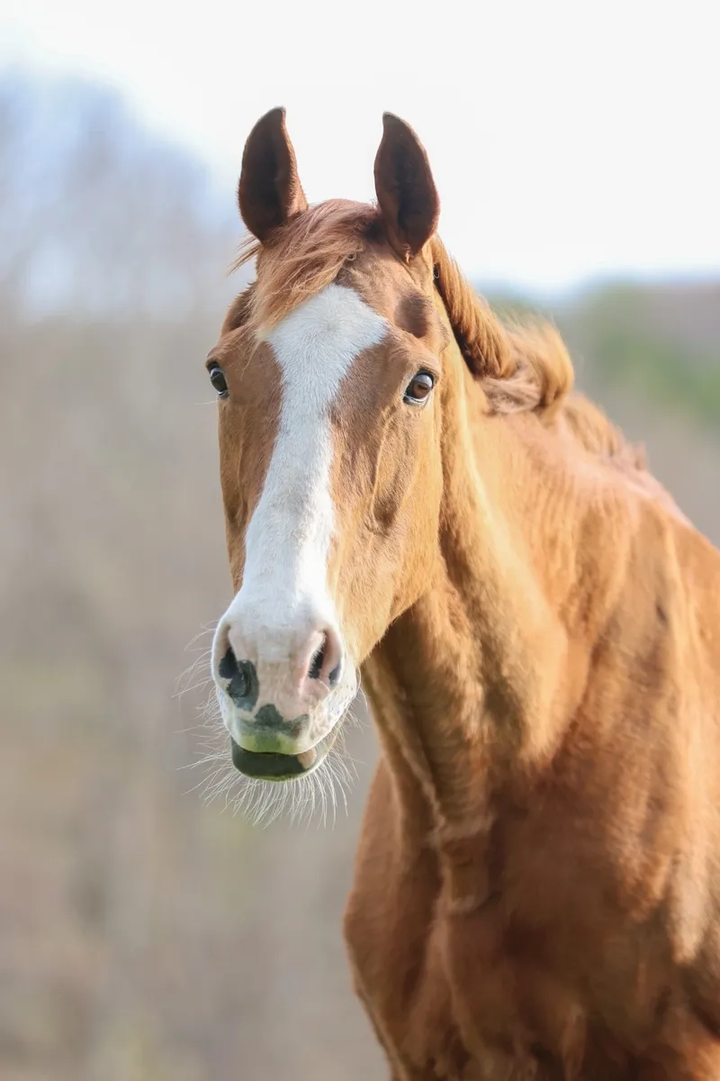 Những chú ngựa chiến đẹp dũng mãnh