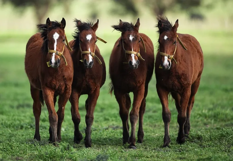 Bộ sưu tập ngựa đẹp Việt Nam chọn