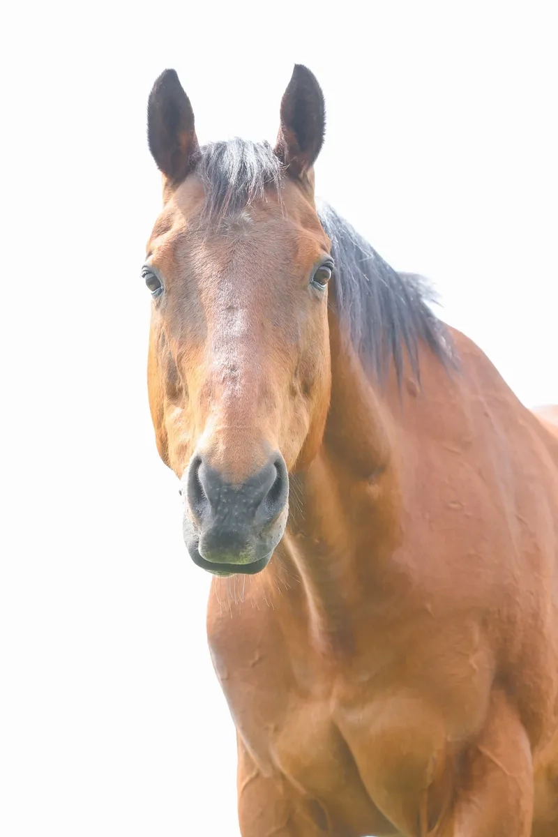 Khám phá màu lông ngựa đẹp tự nhiên