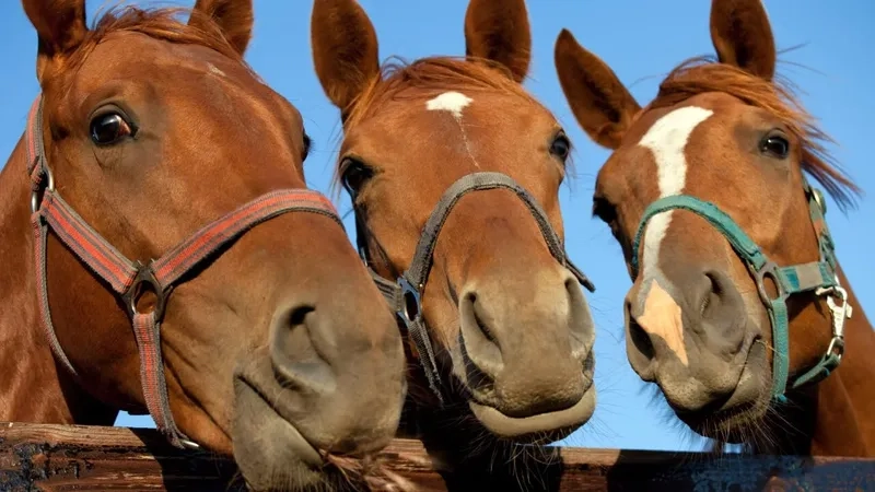 Dáng vẻ ngựa Arab thuần chủng quý