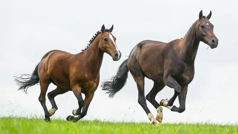 Ngắm nhìn các giống ngựa đẹp nhất thế giới