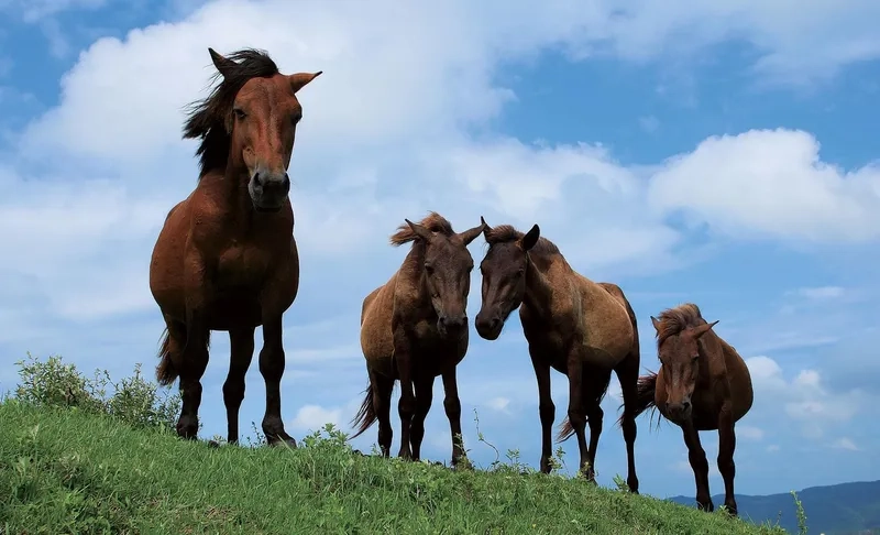 Top những loài ngựa chạy nhanh nhất