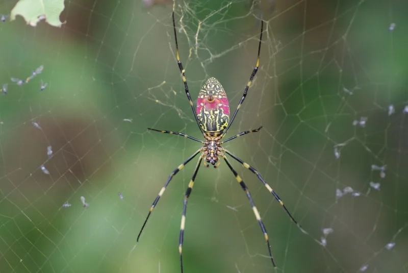 Lưu lại hình ảnh con nhện đẹp sắc nét trên lá