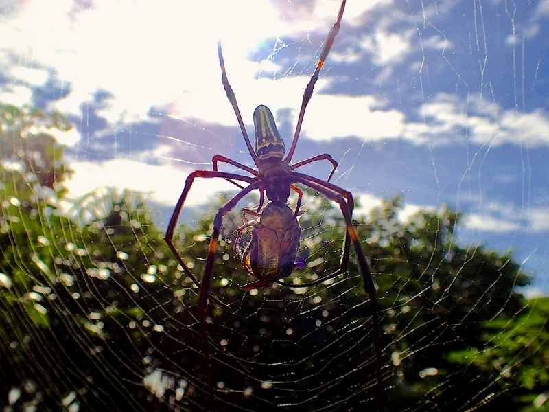 Chiêm ngưỡng con nhện đẹp màu sắc nổi bật trên lá