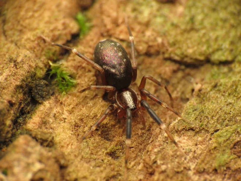 Thưởng thức con nhện đẹp độ nét cao từng chi tiết nhỏ