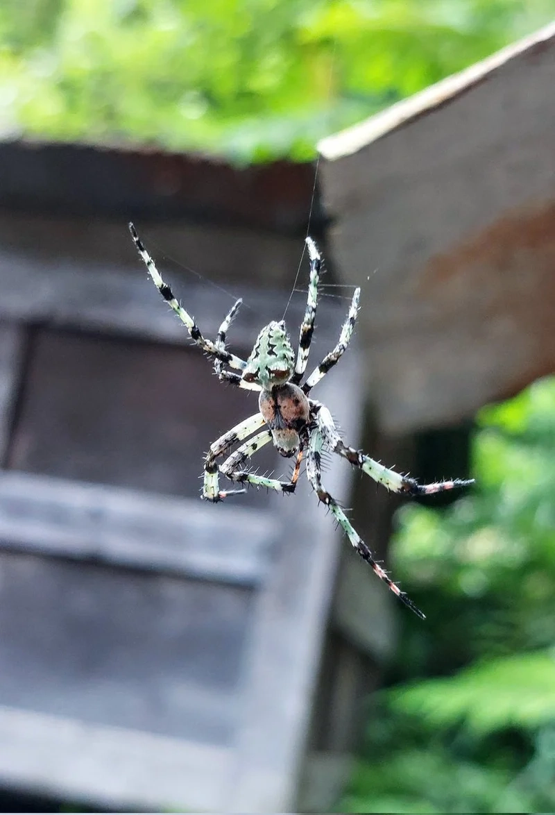 Hiểu rõ vai trò con nhện đẹp hệ sinh thái đa dạng