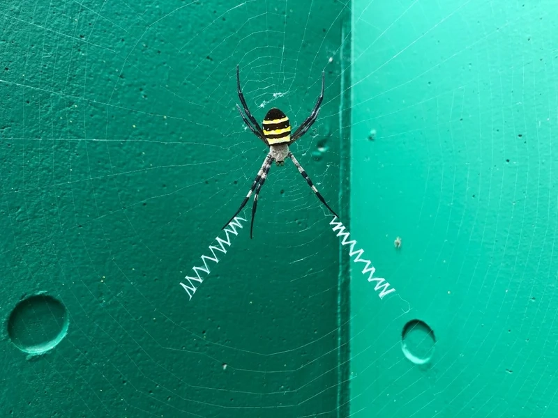 Ngắm con nhện đẹp tự nhiên tinh tế giữa lá cây